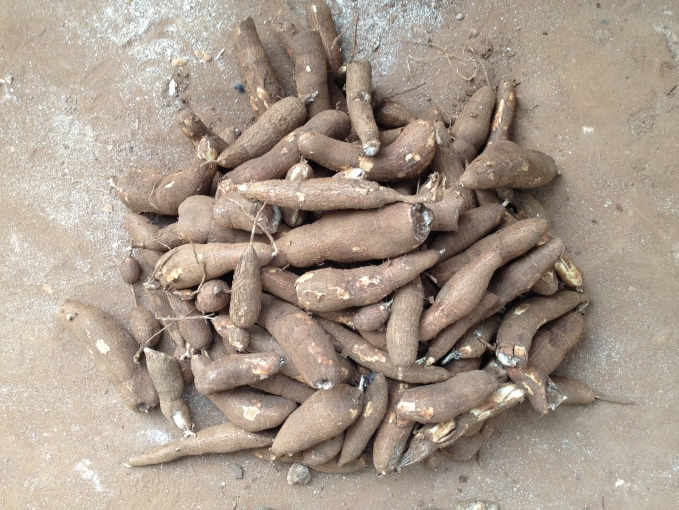 fresh_cassava_tubers